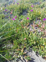 Carpobrotus rossii