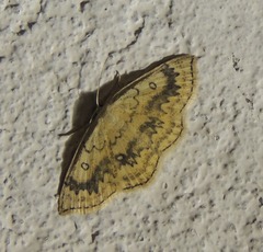 Cyclophora annularia