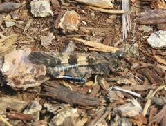 Trimerotropis fontana