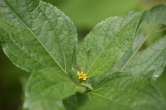 Synedrella nodiflora