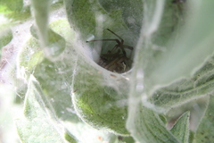 Latrodectus geometricus