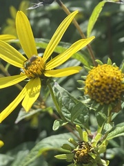 Augochlorella aurata