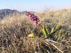 Himantoglossum robertianum
