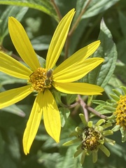 Augochlorella aurata