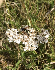 Chrysotoxum festivum