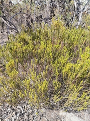 Diosma oppositifolia