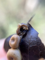 Pachypsylla celtidismamma
