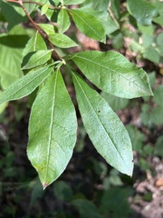 Rhododendron prinophyllum