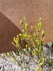 Diosma oppositifolia