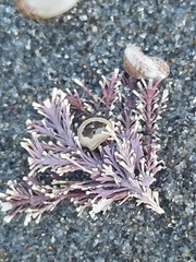 Corallina officinalis