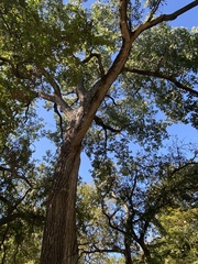 Populus deltoides