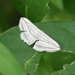 Scopula opicata