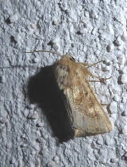 Luperina dumerilii