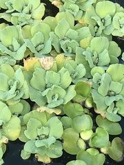 Pistia