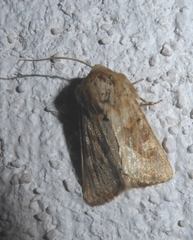 Luperina dumerilii