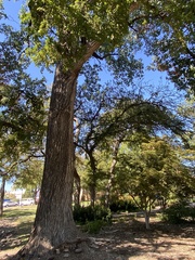 Populus deltoides