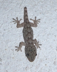 Tarentola mauritanica mauritanica