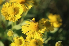 Agapostemon texanus