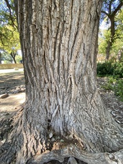 Populus deltoides