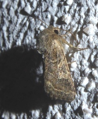 Luperina dumerilii