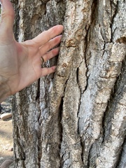 Populus deltoides