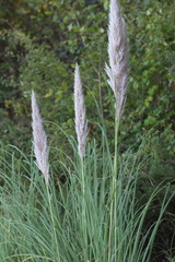 Cortaderia selloana