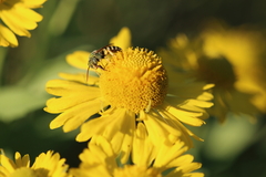 Agapostemon texanus