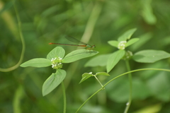 Ceriagrion cerinorubellum