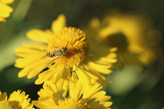 Agapostemon texanus
