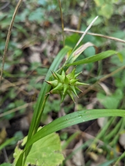 Carex grayi