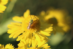 Agapostemon texanus