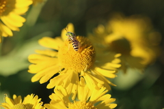 Agapostemon texanus