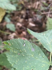 Microtechnites bractatus