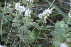 Mentha suaveolens