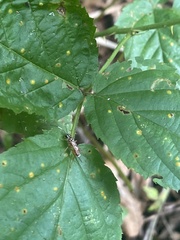 Mesostenus thoracicus