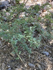 Parkinsonia microphylla