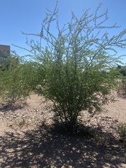 Parkinsonia microphylla