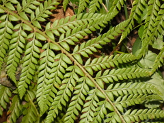 Polystichum aculeatum