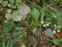 Pimpinella