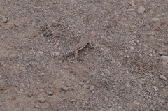 Callisaurus draconoides