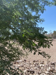 Parkinsonia microphylla