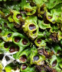 Solorina saccata