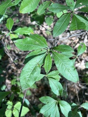 Rhododendron prinophyllum