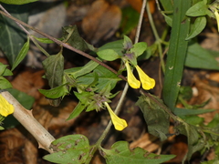 Melampyrum