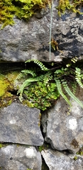 Solorina saccata