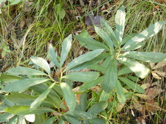 Helleborus niger