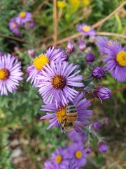 Symphyotrichum novae-angliae