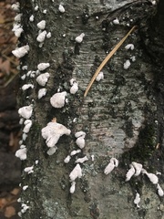 Schizophyllum commune
