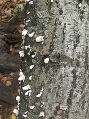 Schizophyllum commune
