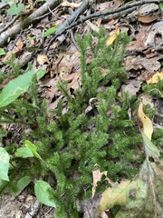 Lycopodium
